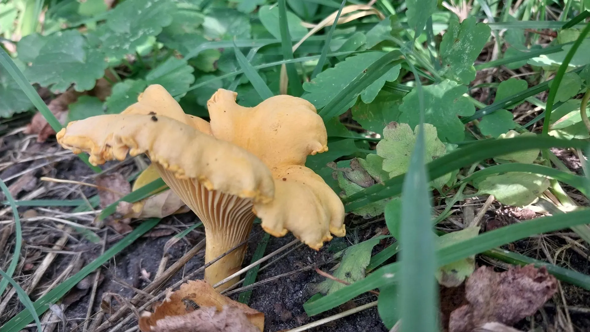 Марина Анисимова