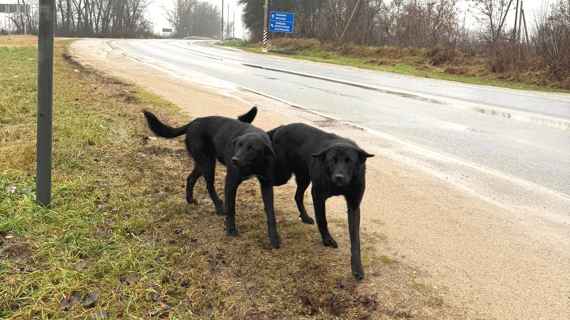 Фото: Бездомные животные Каширы и не только Каширы