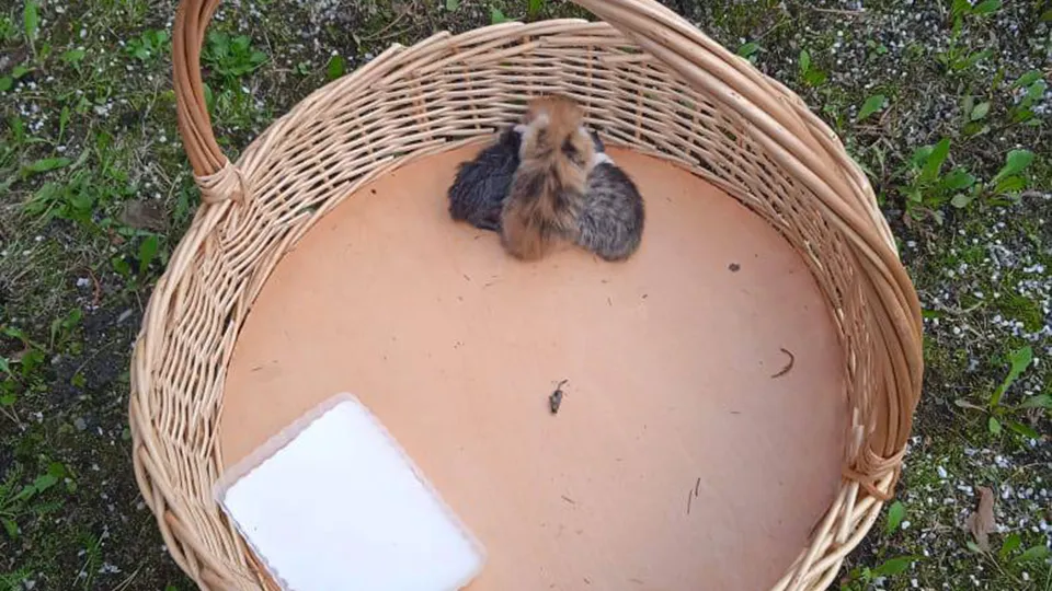 Фото: t.me/olgaorlova131177