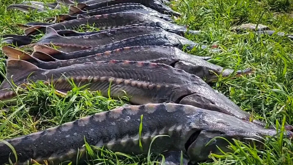 Фото: МедиаБанк Подмосковья/Ольга Антонова
