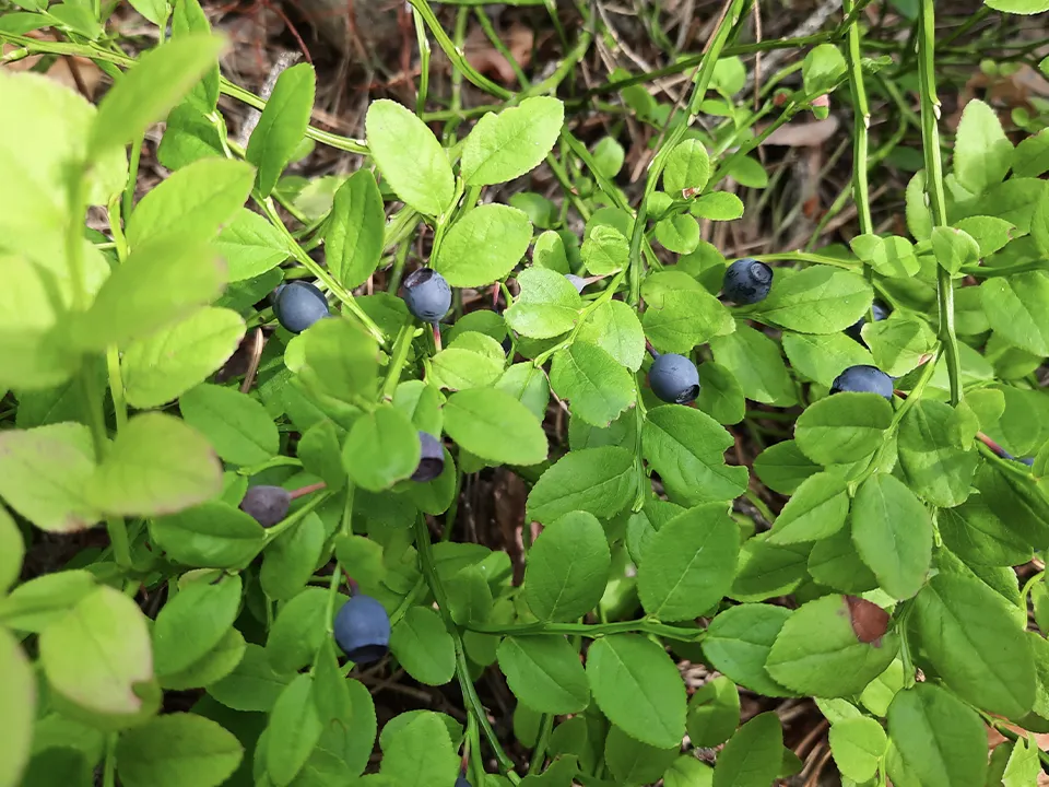 Фото: МедиаБанк Подмосковья/Михаил Мартыненко&nbsp;