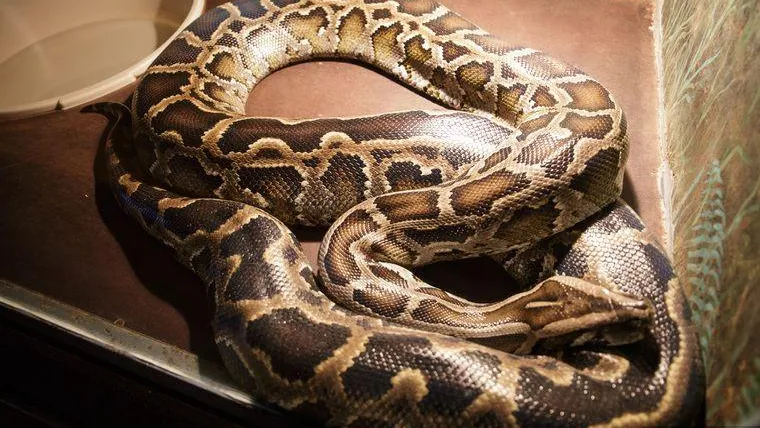 В Екатеринбурге на девушку едва не напала змея в такси