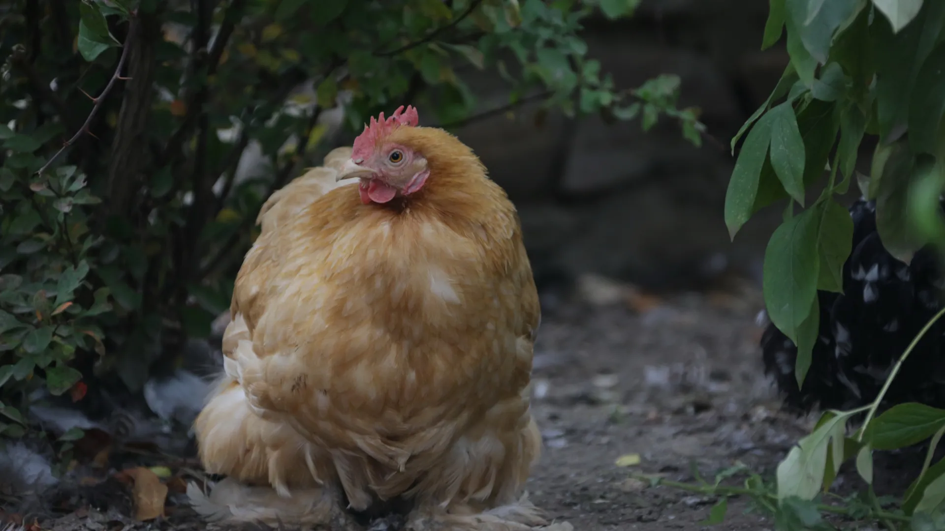 Частная птицеферма в Каширском районе