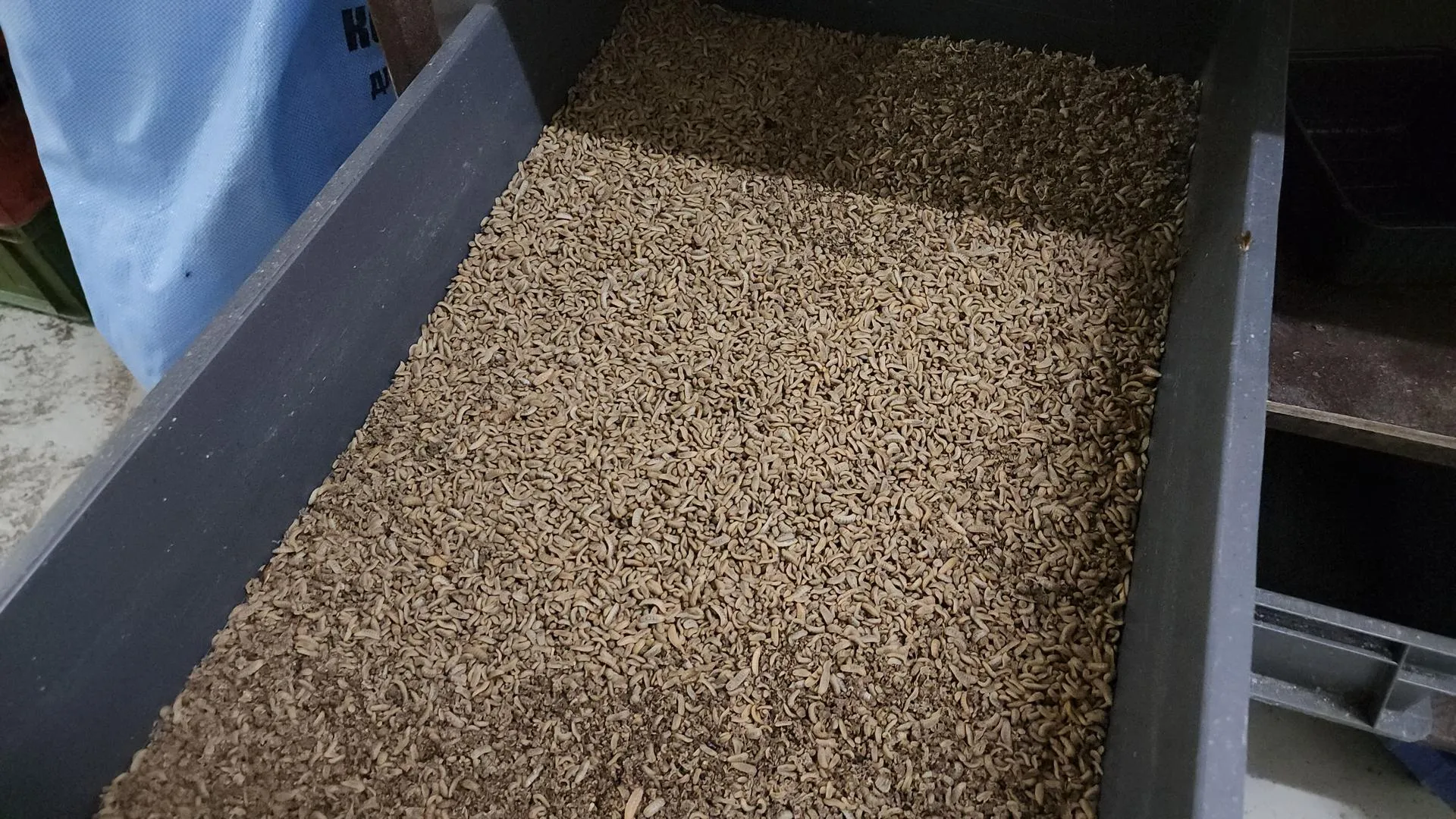 REGIONS/Роман Кутузов