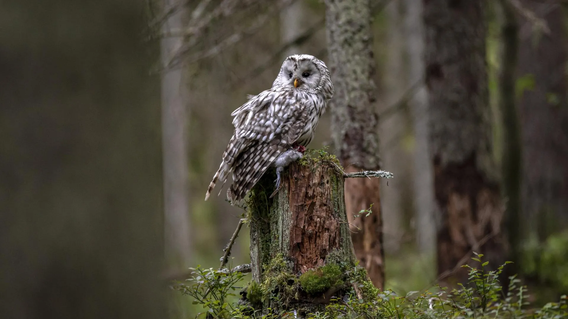 медиасток.рф