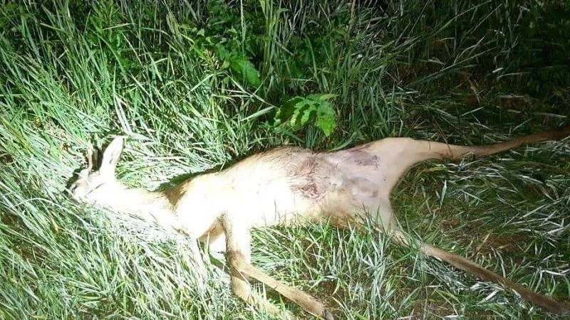 Убившего косулю браконьера поймали с поличным в Бронницах