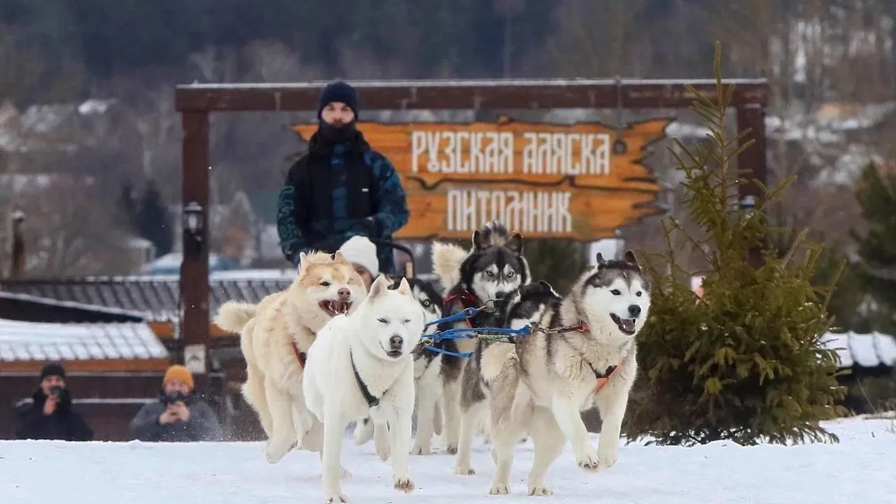 Фото: Хаскидеревня «Рузская Аляска» / Вконтакте
