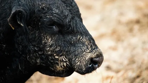 В Татарстане бык убил местного жителя