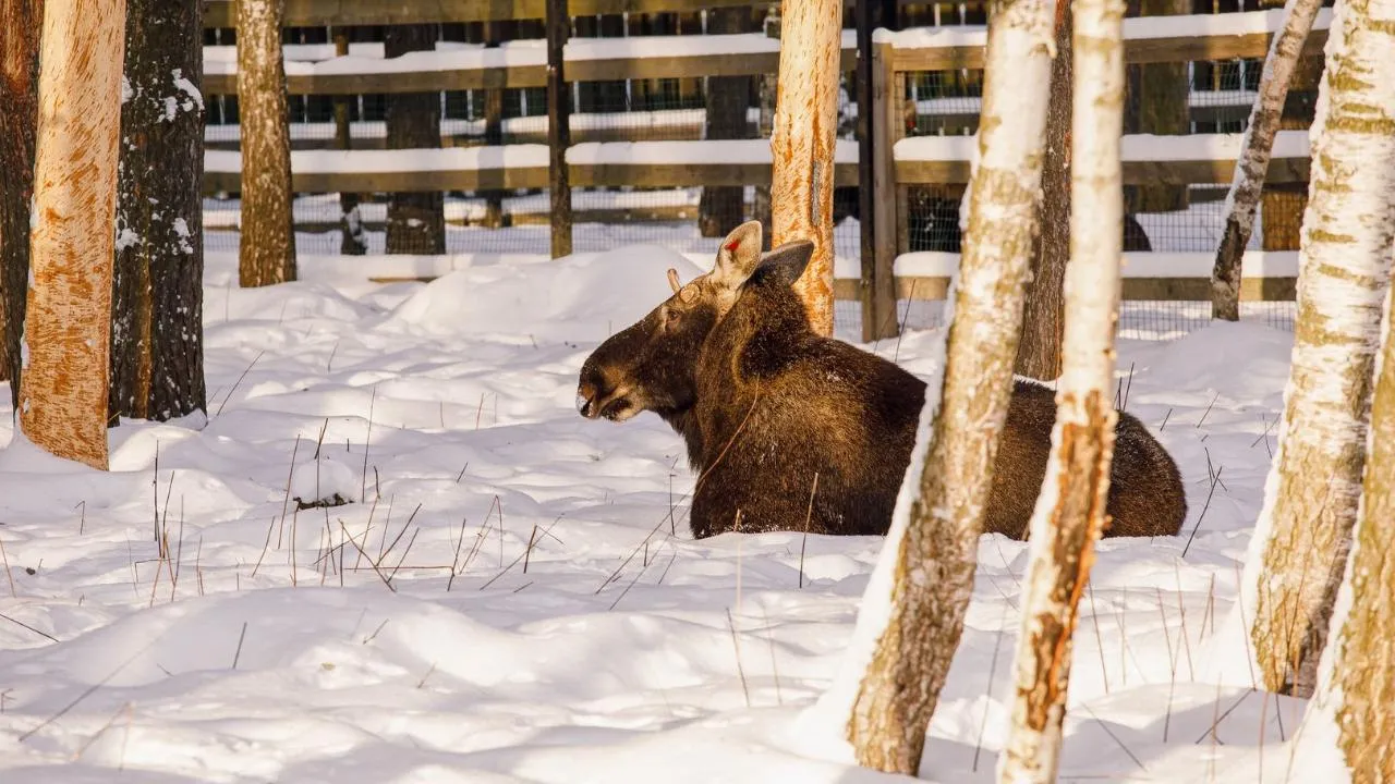 медиасток.рф