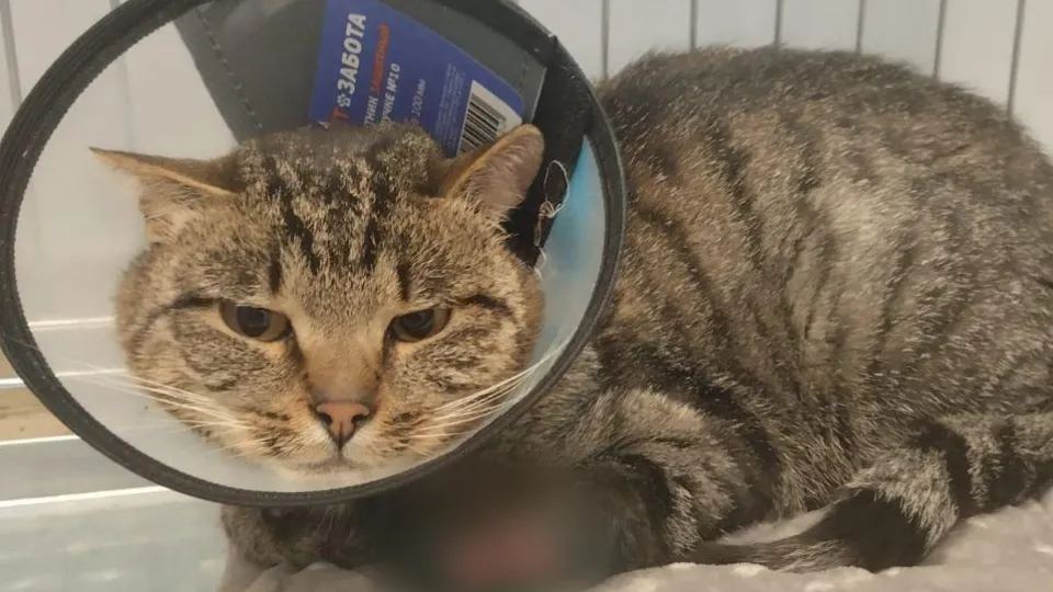 Фото: Министерство сельского хозяйства и продовольствия Московской области