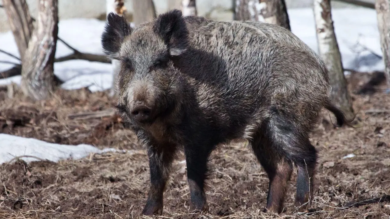 Михаил Семенов