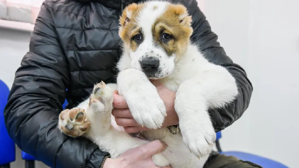 Фото: пресс-служба администрации г.о. Дмитров