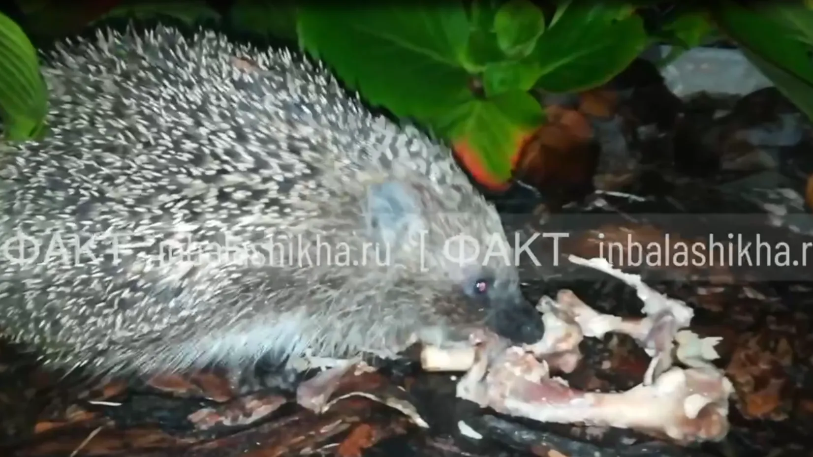 скриншот с видео