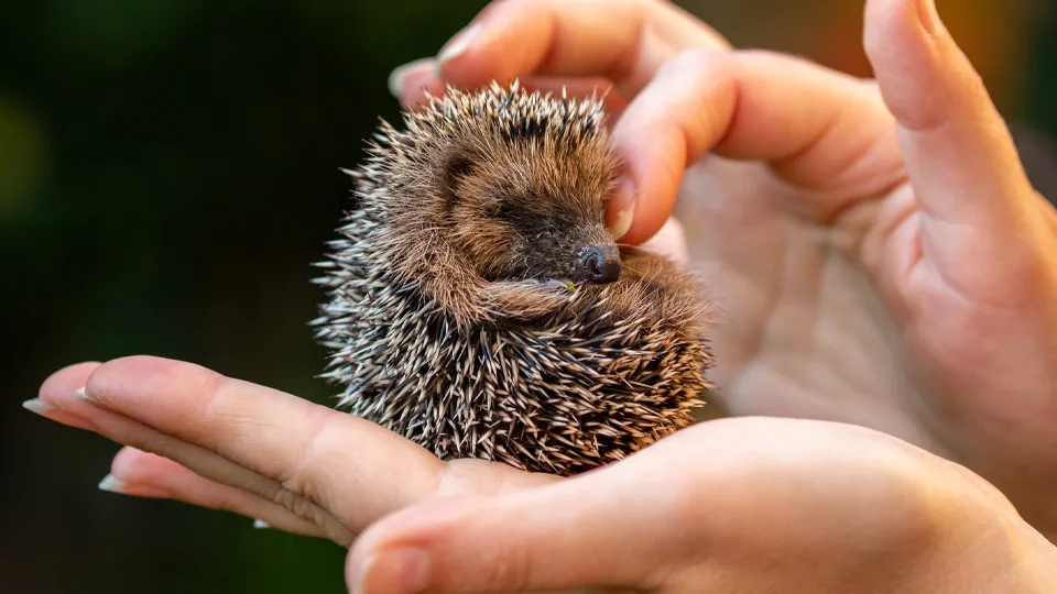 Фото: istockphoto.com