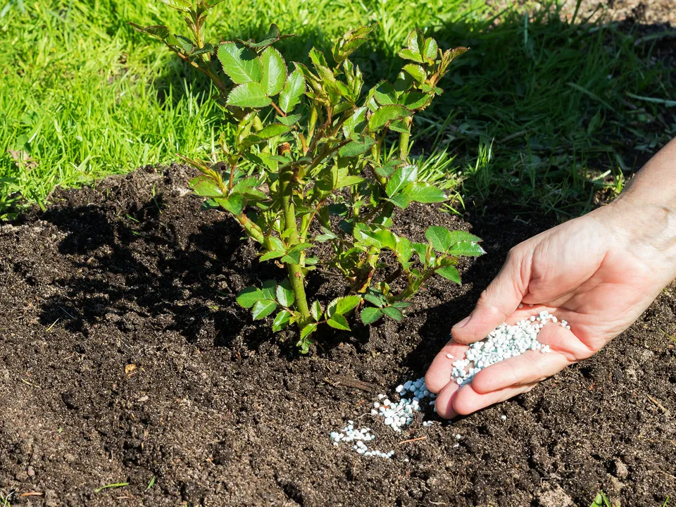Фото: istockphoto.com/Ludmila Kapustkina