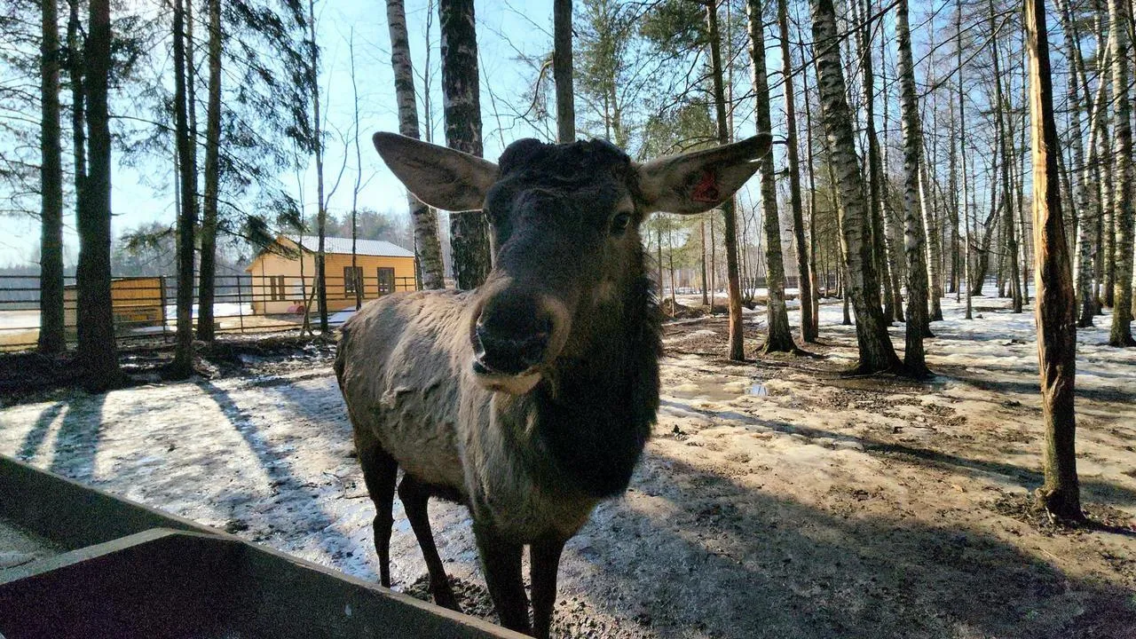 МедиаБанк Подмосковья/Валерия Исаева