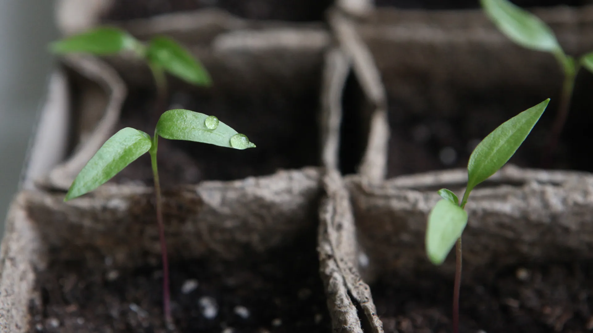 медиасток.рф