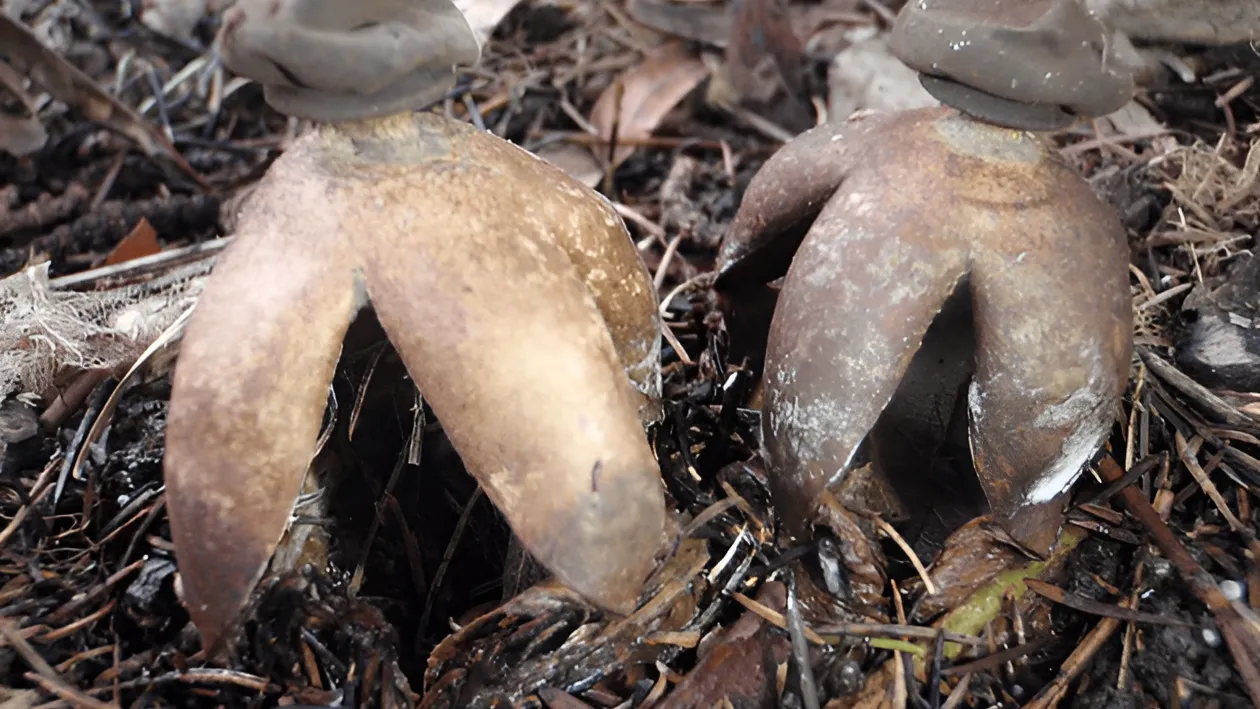 Фото: Commons.wikimedia.org/ Gencer Emiroglu