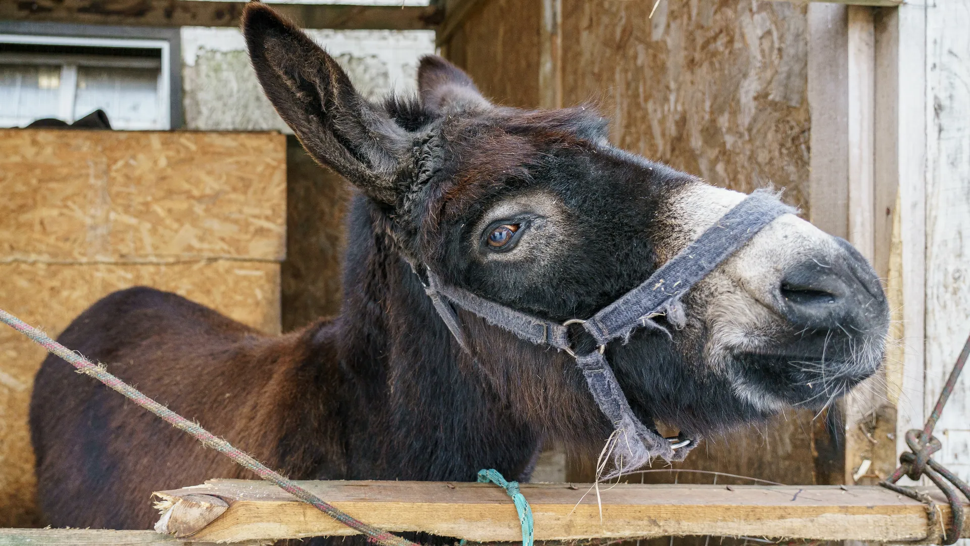 Фото: медиасток.рф