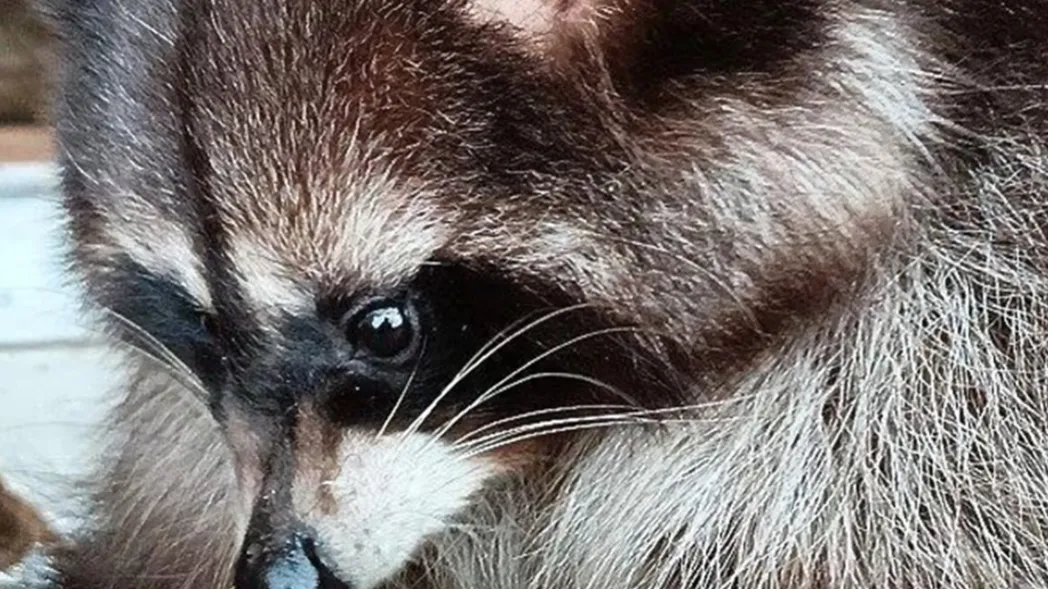 © Пресс-служба Министерства сельского хозяйства и продовольствия Московской области