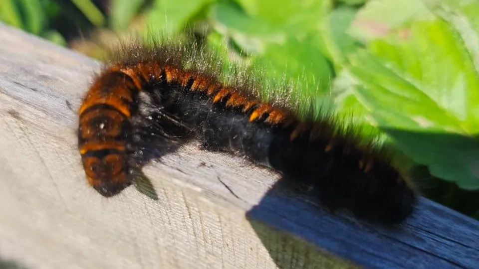 REGIONS/Ольга Никитина