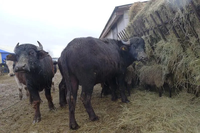 На ферме у Ольги Друганиной