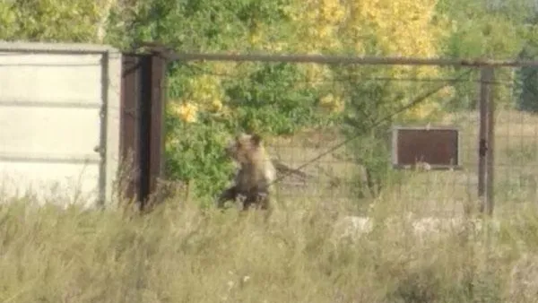 В Магнитогорске медведь забрел на территорию аэропорта