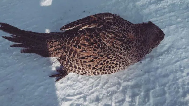 В Амурской области от сильных морозов птицы замерзают прямо во время полета