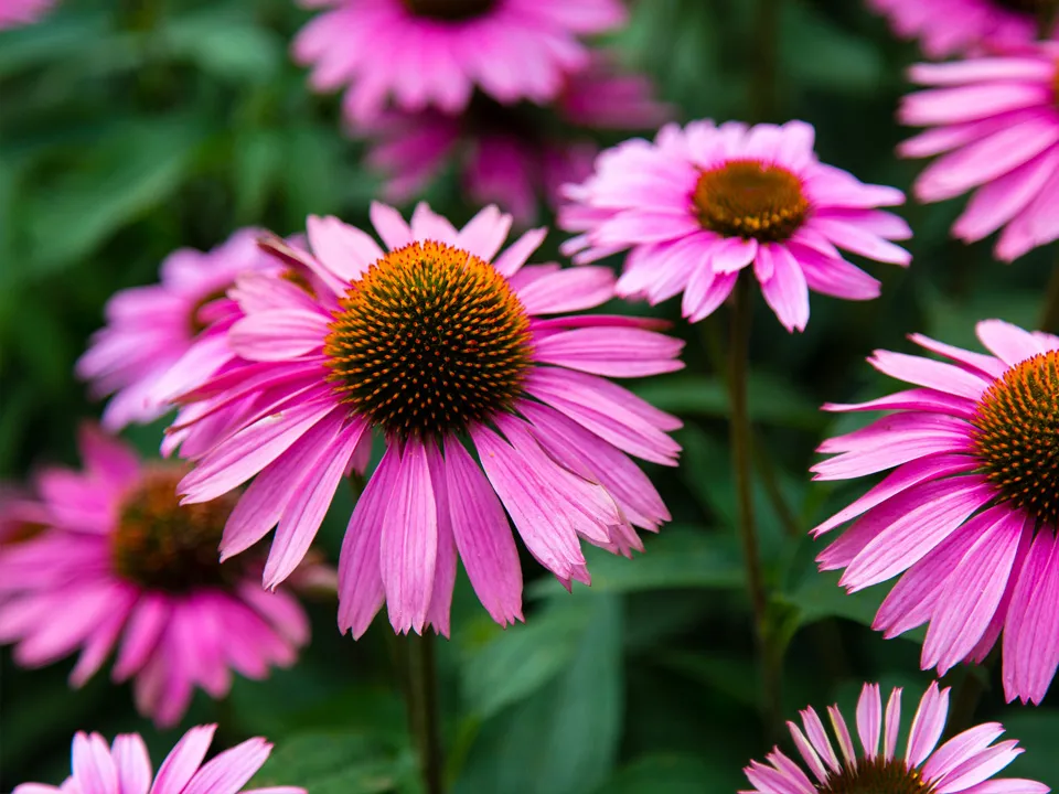 Фото: istockphoto.com/CARMEN AGULLO MOLLA&nbsp;