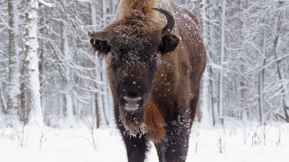 Фото: Приокско-Террасный заповедник, г.о. Серпухов