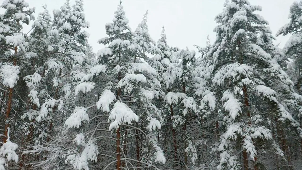 Комитет лесного хозяйства Московской области
