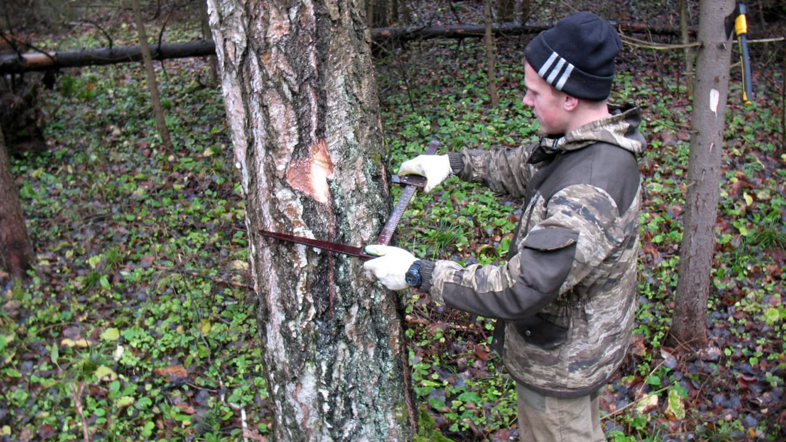 Фото: филиал «Русский лес» ГКУ МО «Мособллес»