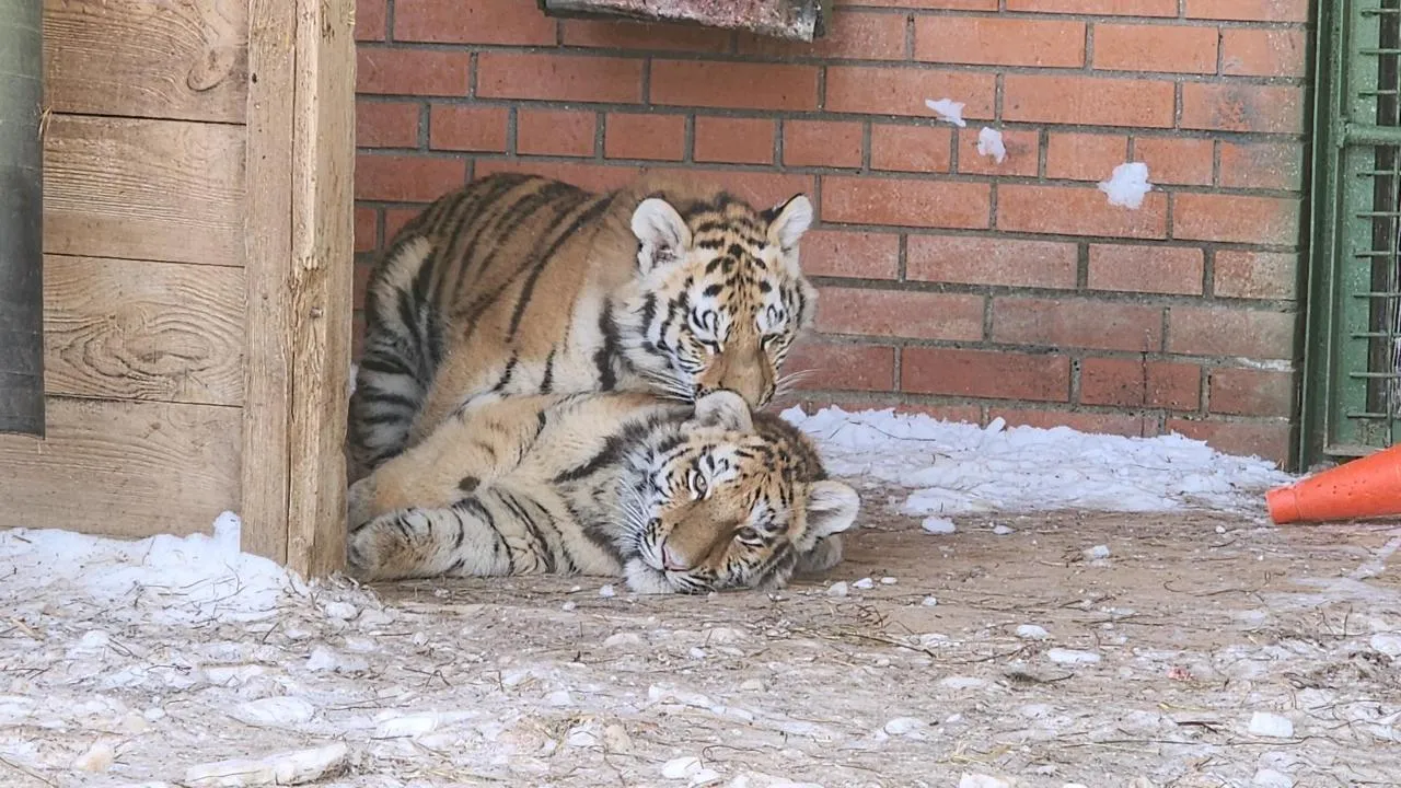 МедиаБанк Подмосковья/Дмитрий Беденко