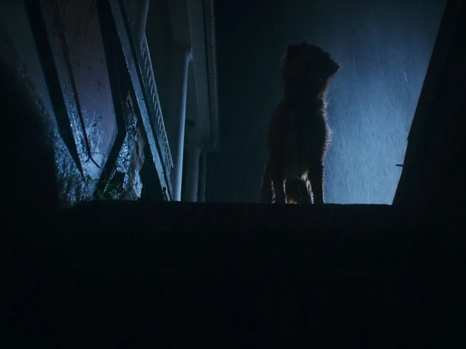 Кадр из фильма «Глазами пса». Режиссер Бен Леонберг. 2025 год