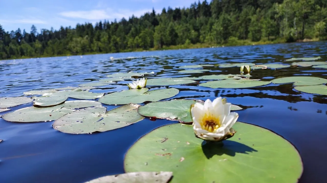 Фото: Денис Максимов