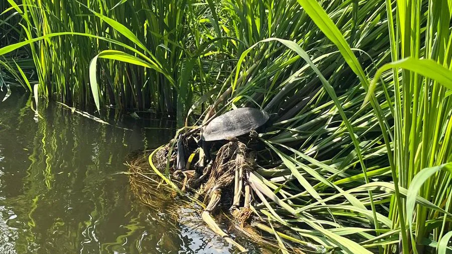 Фото: t.me/schelk_city