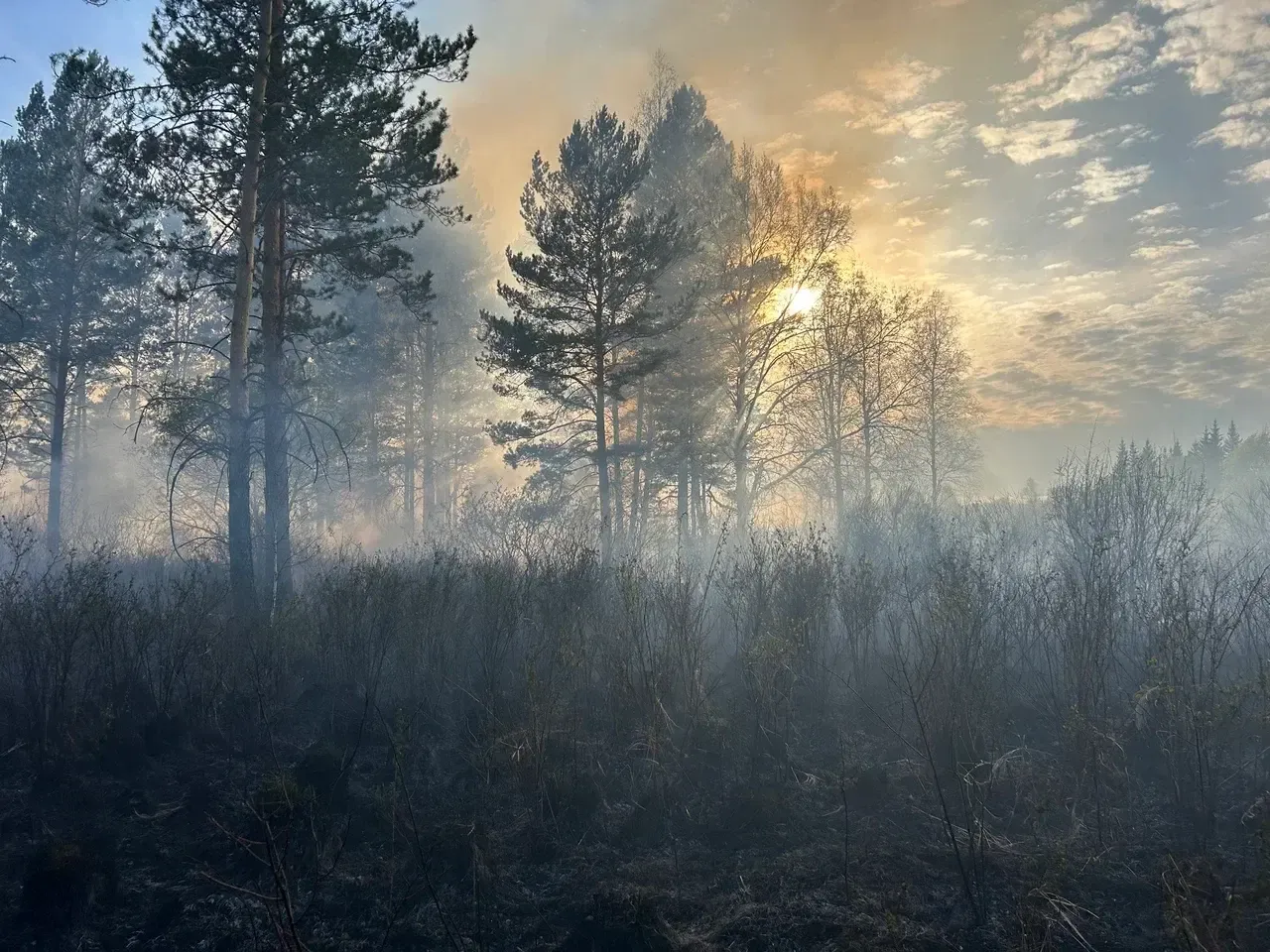 Народный фронт