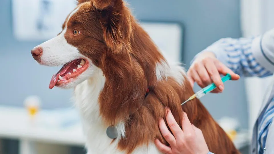 Фото: istockphoto.com/macniak