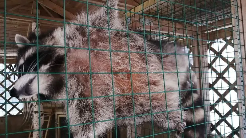 Музей, где экскурсию ведут еноты