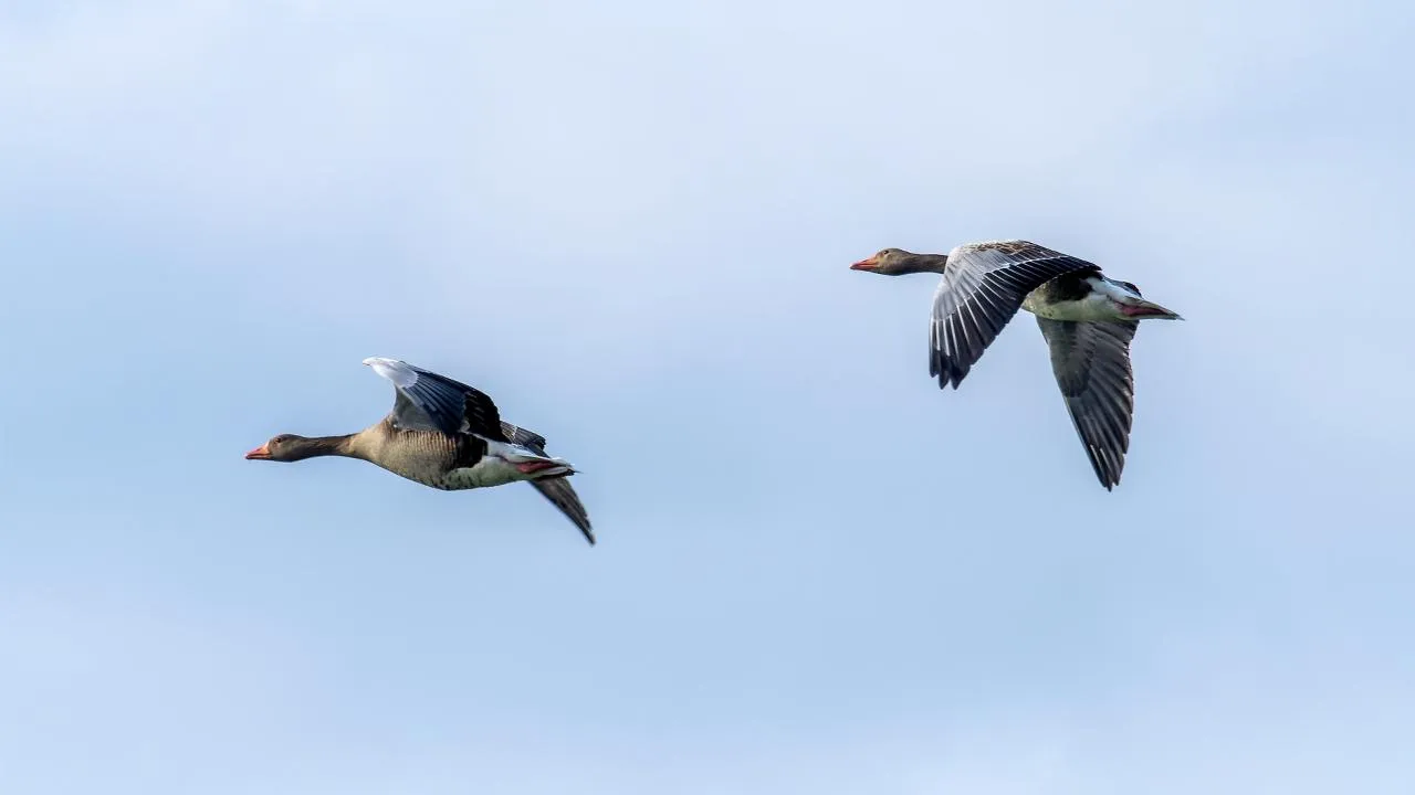 istockphoto.com/Janusz Lukomski-Prajzner