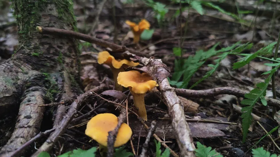 Фото: МедиаБанк Подмосковья/Владимир Киселев