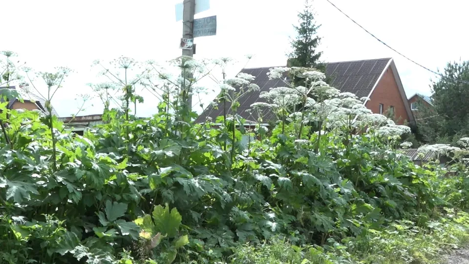 Фото: пресс-служба администрации г.о. Домодедово