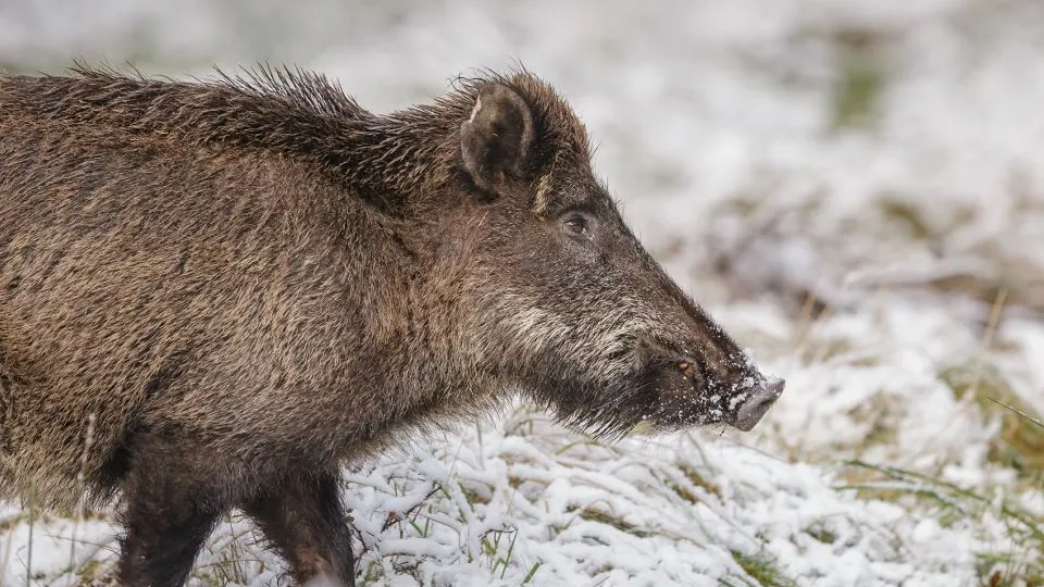 Фото: istockphoto.com/Neil_Burton