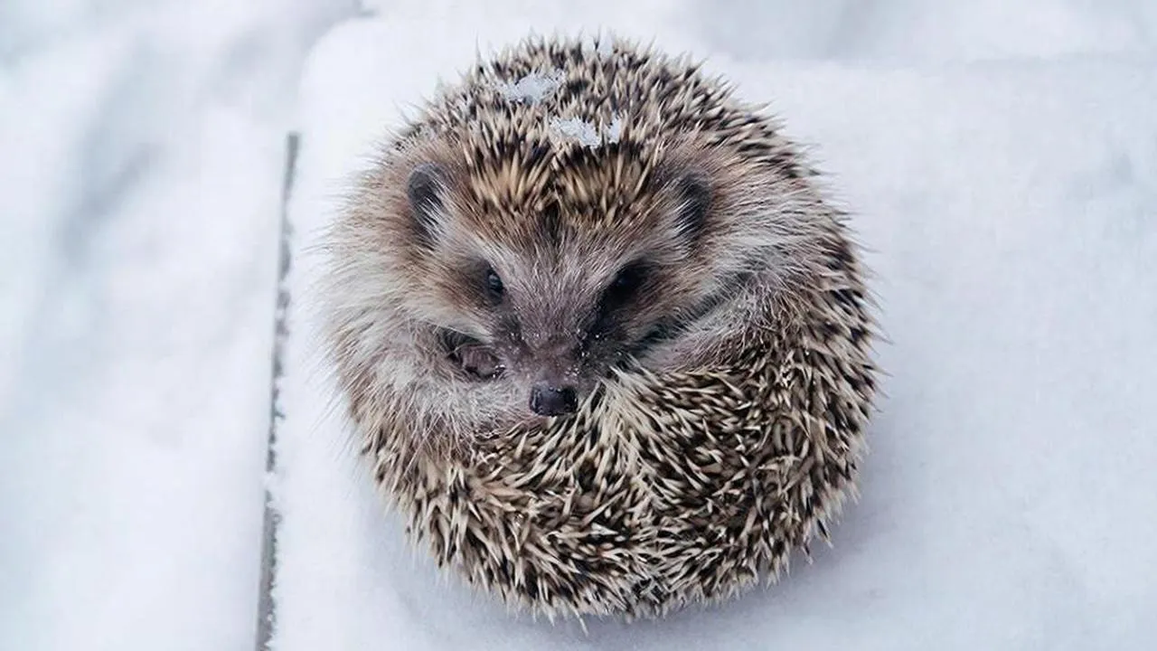 REGIONS/Сгенерировано нейросетью