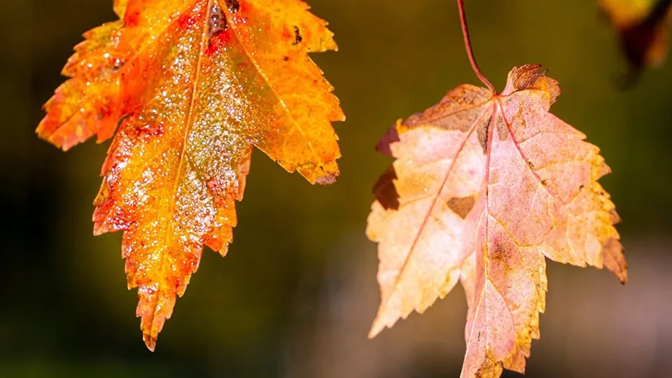 Фото: пресс-служба Администрации г.о. Серпухов