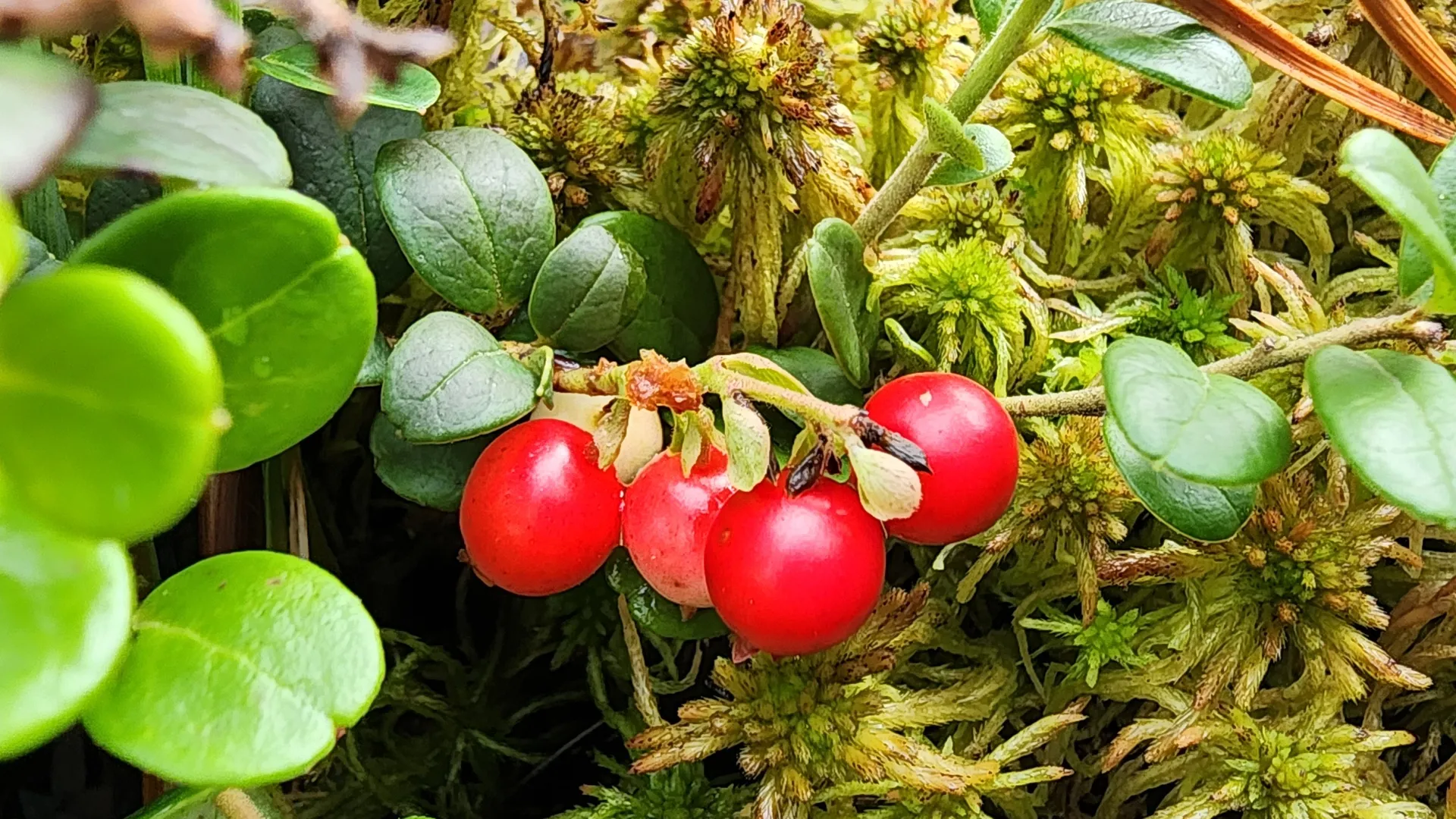 Фото: Медиабанк Подмосковья/Михаил Мартыненко