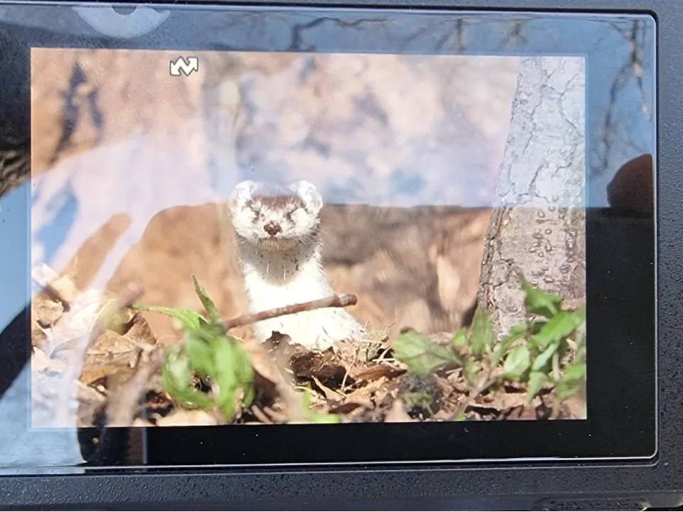 Необработанная фотография куницы. Фото:&nbsp;Виктор Архипенко