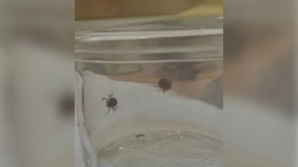 Фото: t.me/ugorodok