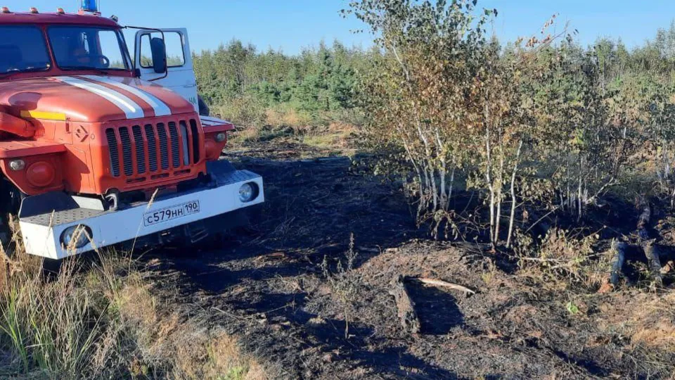 Фото: Комитет лесного хозяйства Московской области
