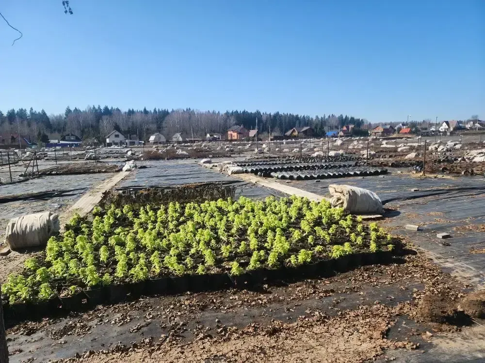 МедиаБанк Подмосковья/Ирина Кузова